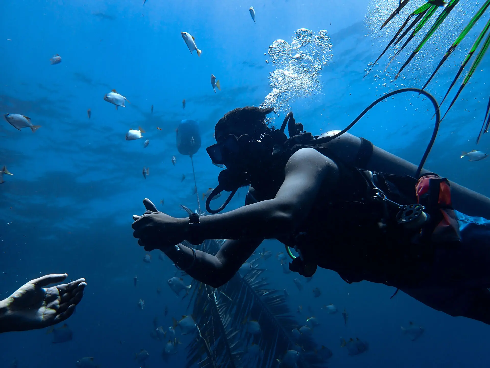 Havelock Dive Trip