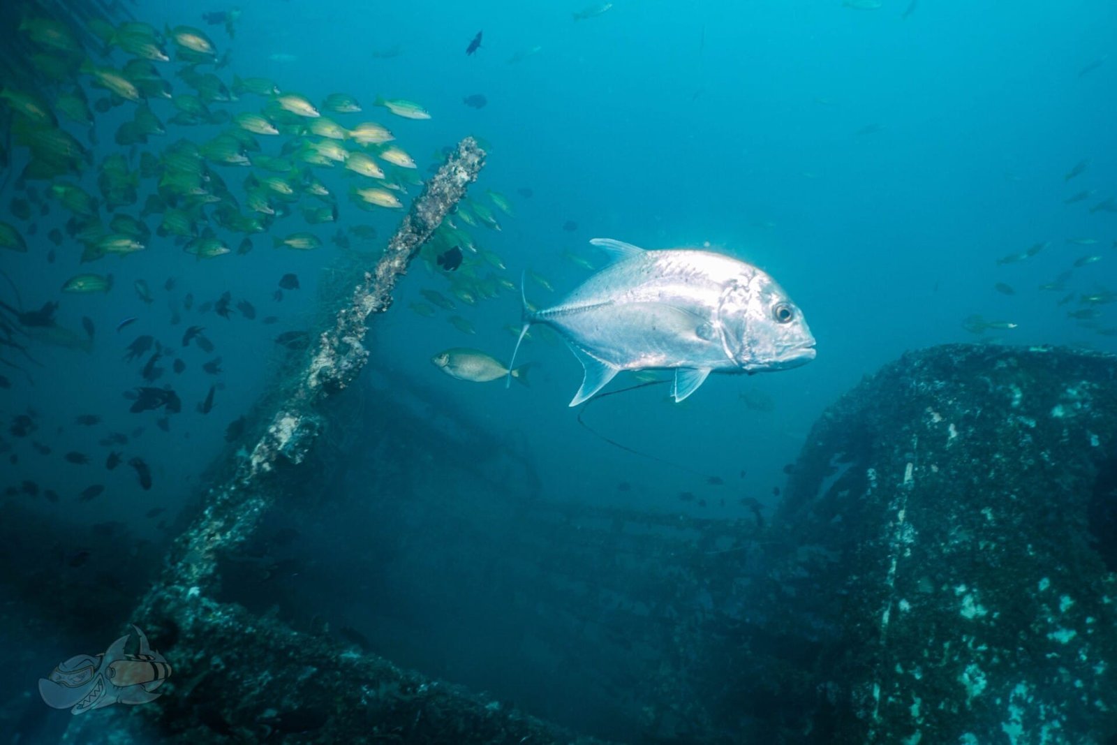 Fish ID - Image 4