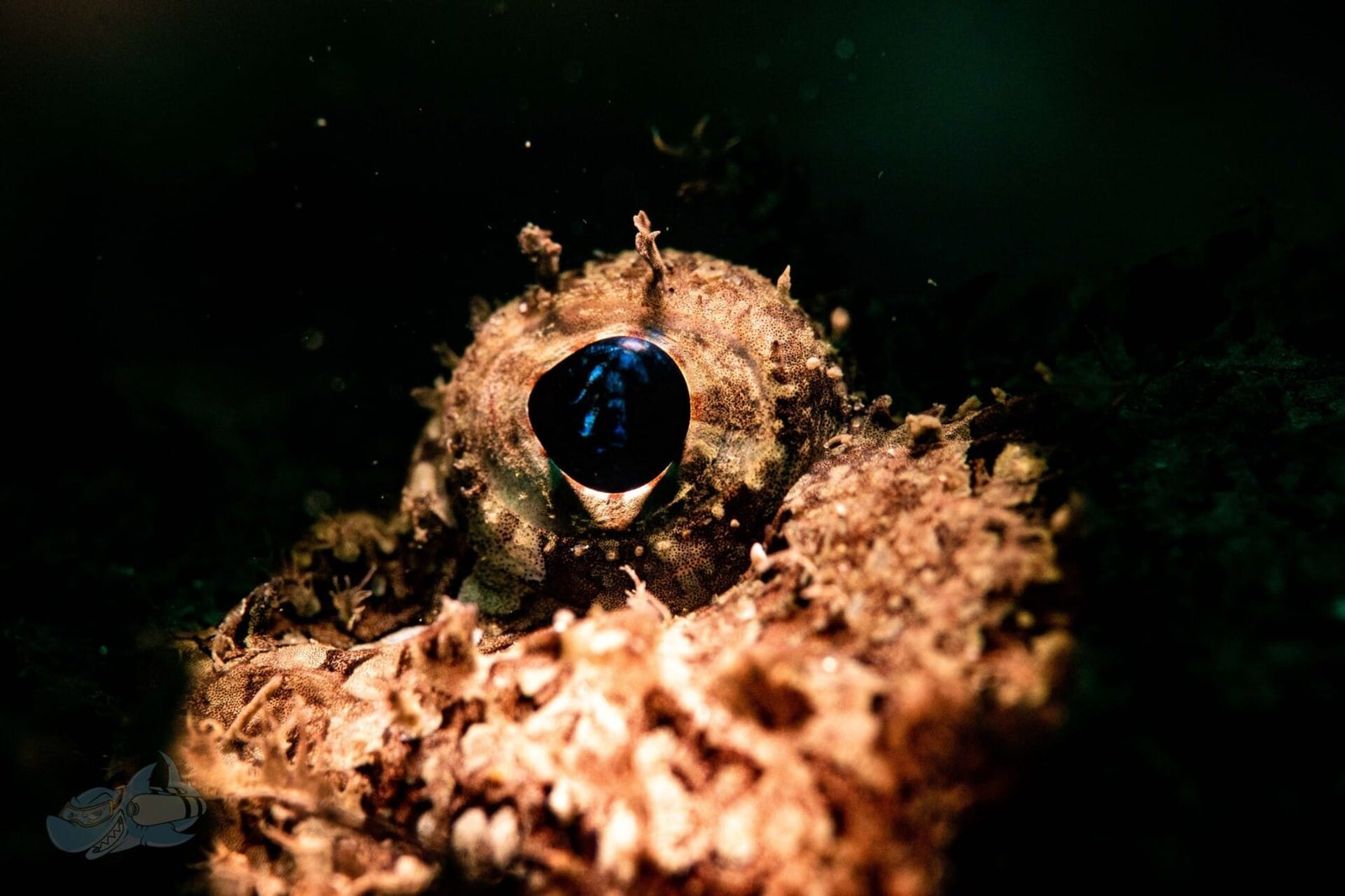 Fish ID - Image 2