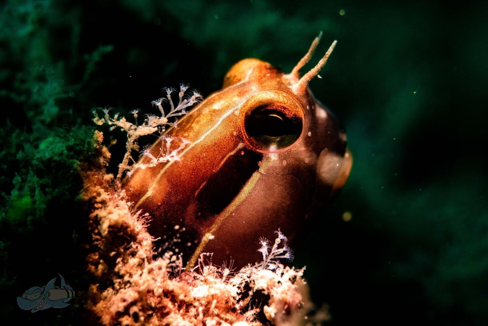 Fish ID