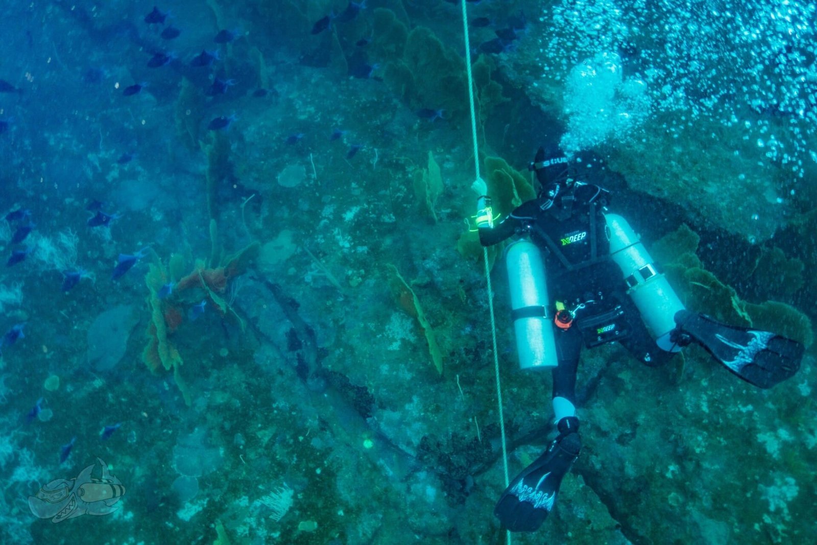 Technical Fun Dive - Image 5