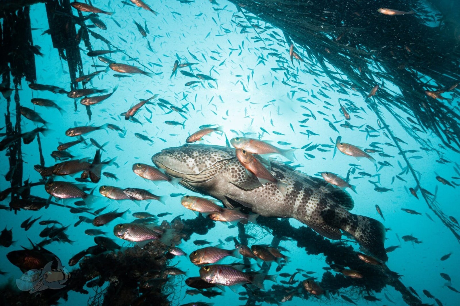 Fish ID - Image 5