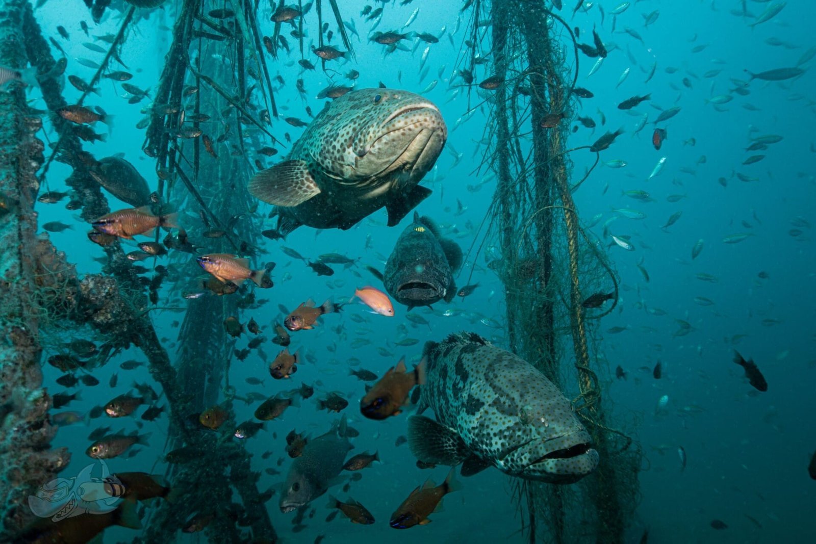 Fun Diving - Image 5