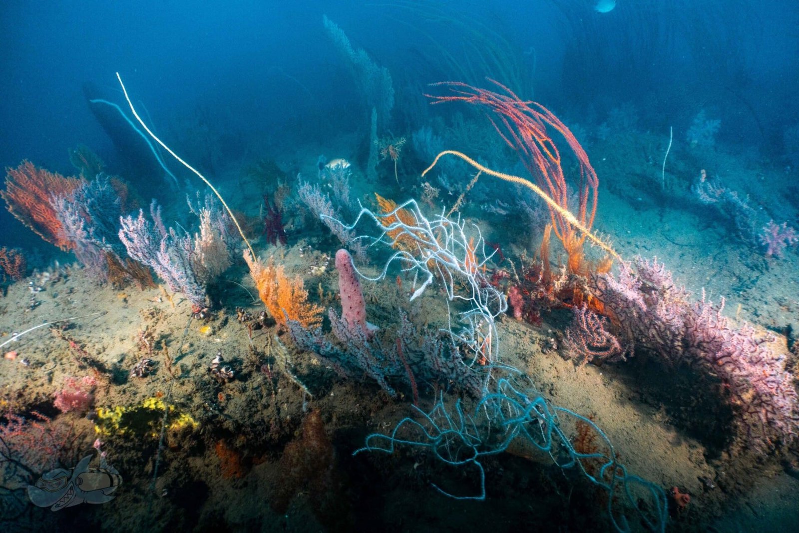 Underwater Naturalist Course - Image 8
