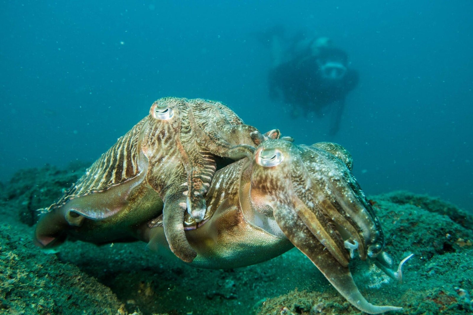 Underwater Naturalist Course