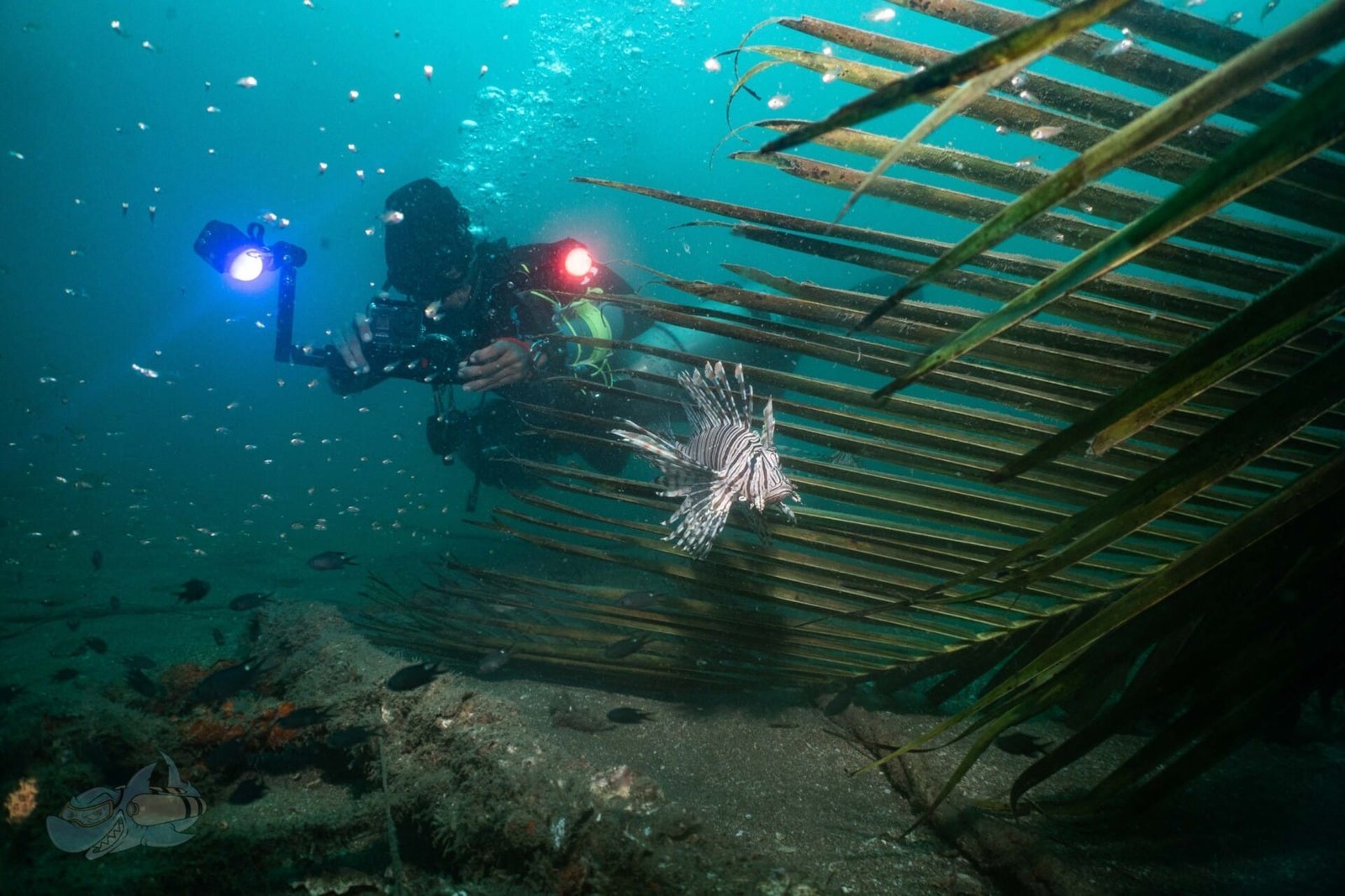 Underwater Digital Photography Course - Image 4
