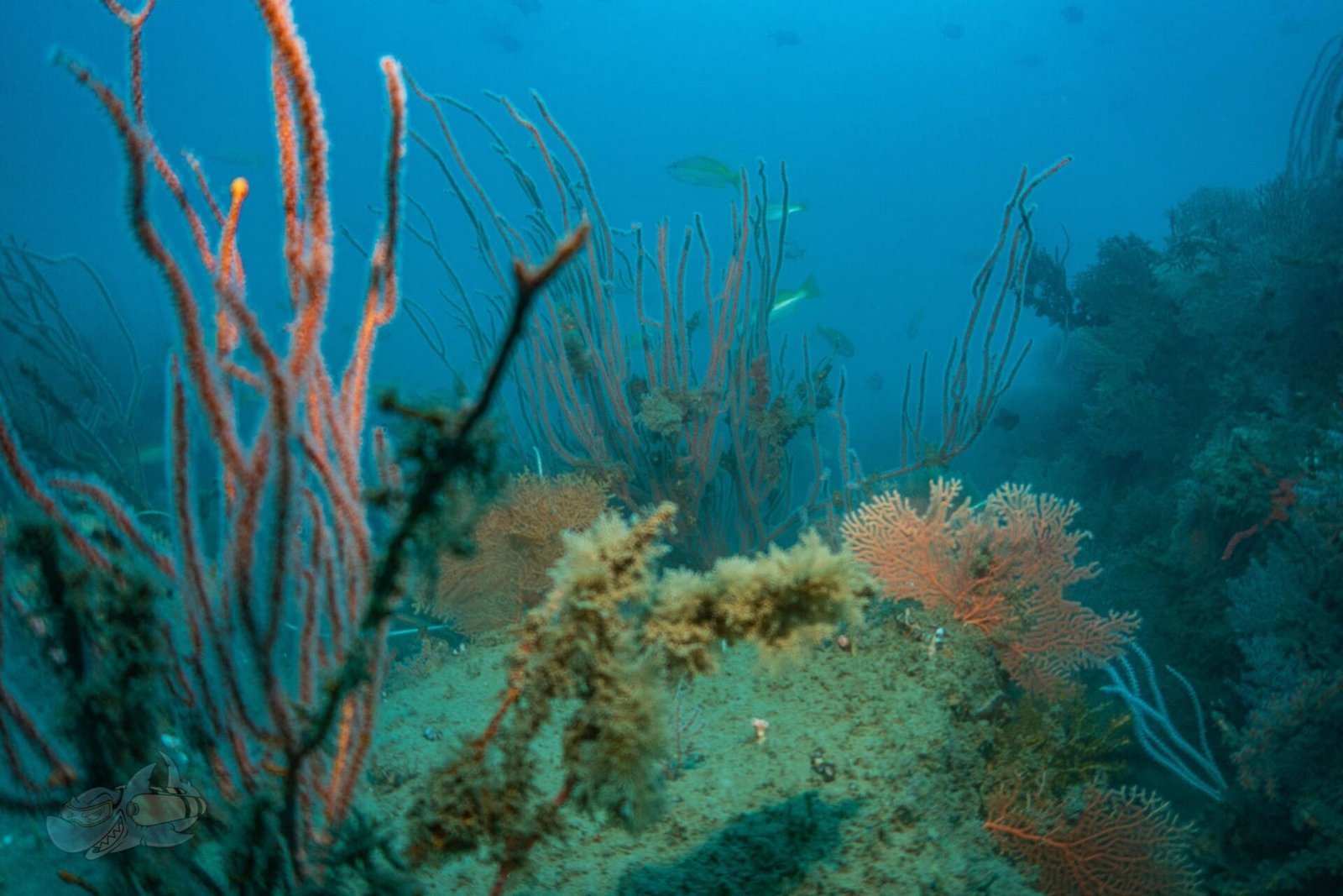 Fun Diving - Image 3