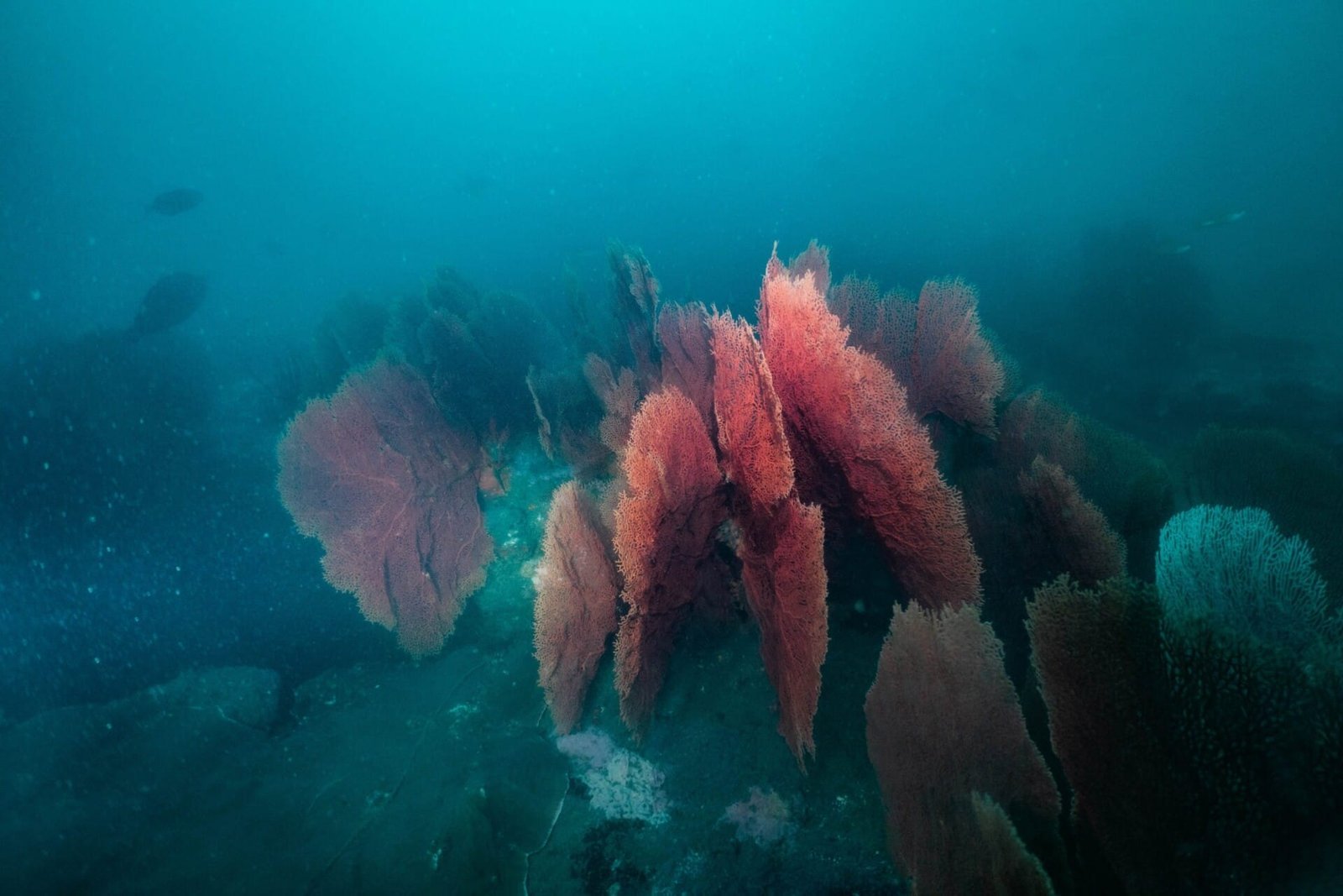 Deep Diver Course - Image 5