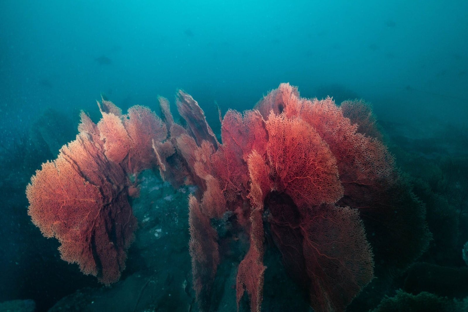 Deep Diver Course - Image 6