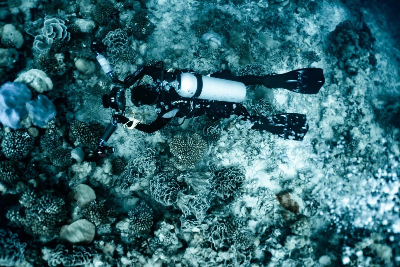 Underwater Digital Photography Course - Image 5