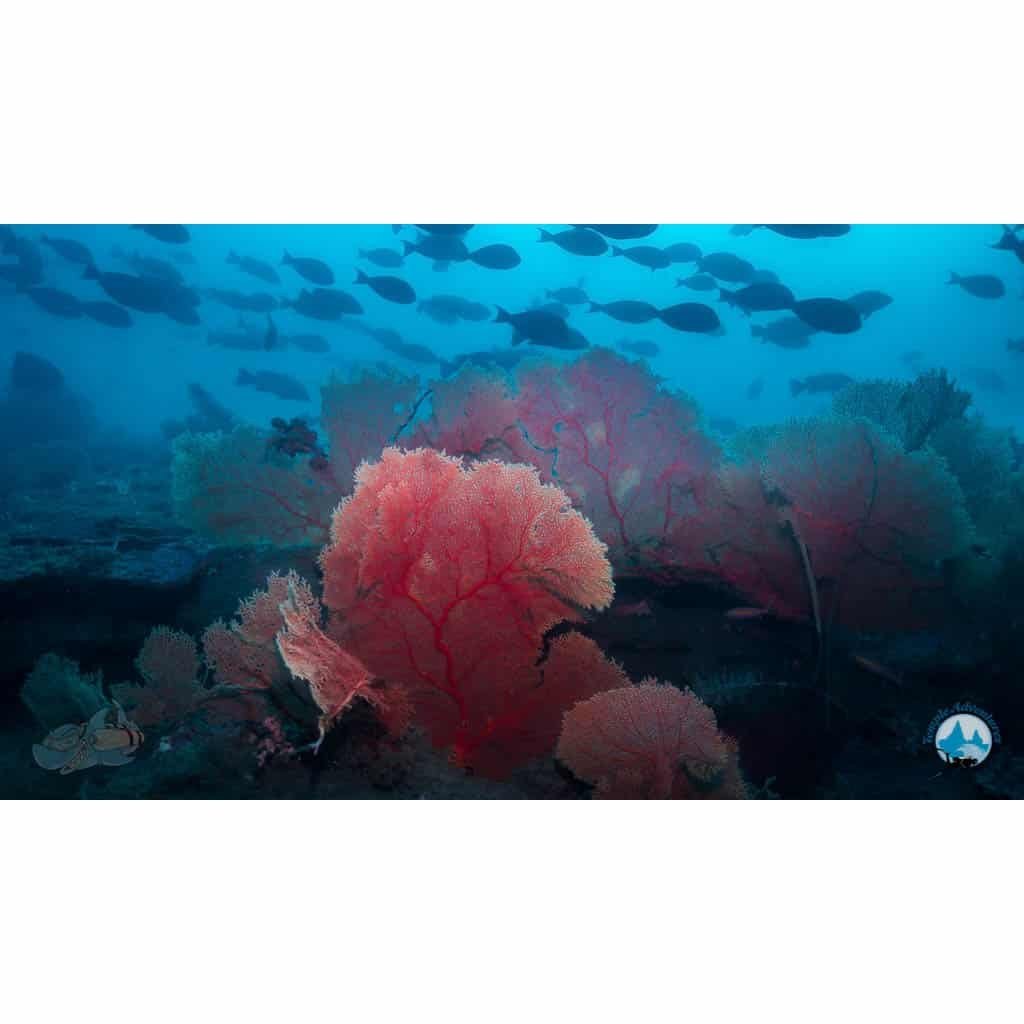 Deep Diver Course - Image 2