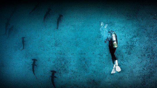 Rescue Diver - Image 2