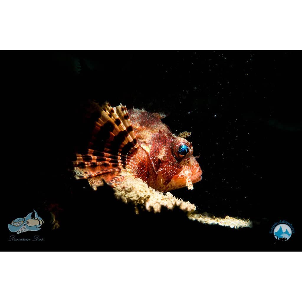 Underwater Naturalist Course - Image 2