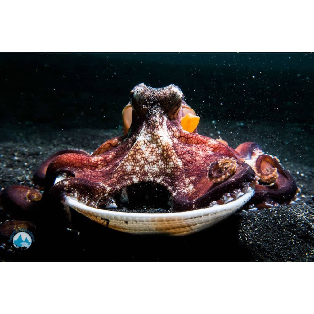 Underwater Digital Photography Course - Image 2