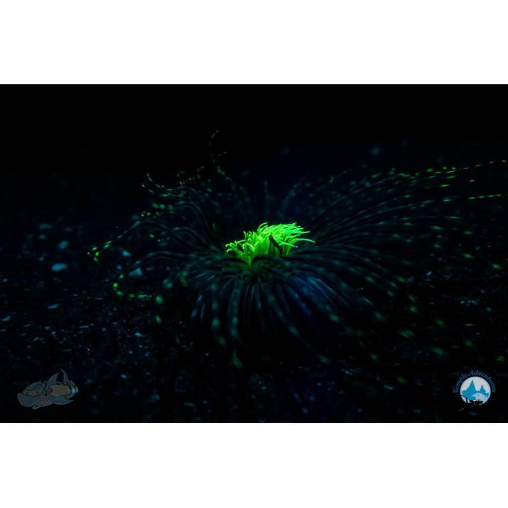 Underwater Naturalist Course - Image 4
