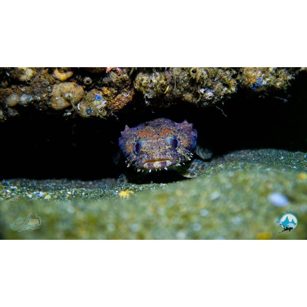 Underwater Naturalist Course - Image 5
