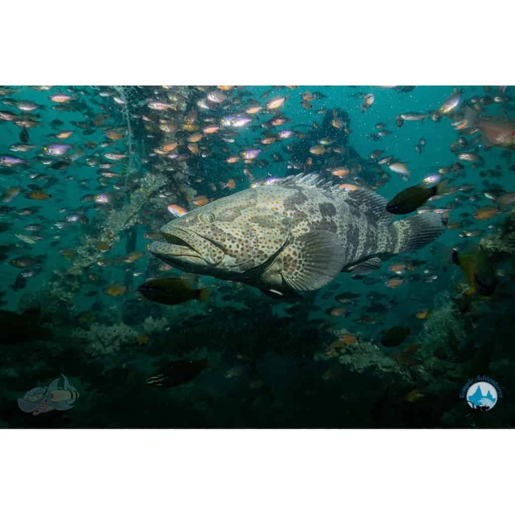 Underwater Naturalist Course - Image 6